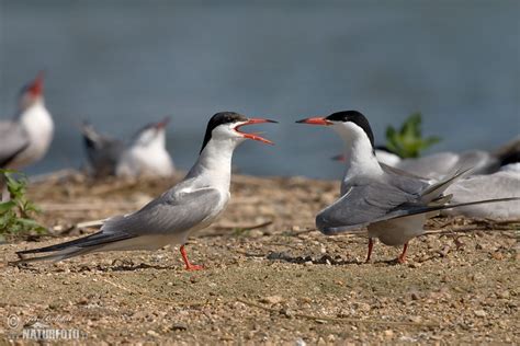 Common Tern Photos Common Tern Images Nature Wildlife Pictures