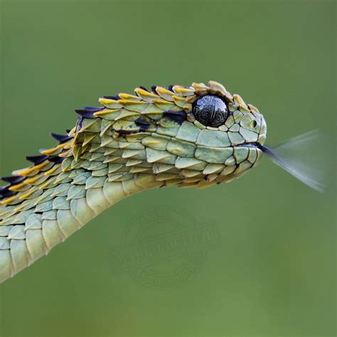 African Snakes Bush Vipers Nature Hd Wildlife Nature Wild Nature