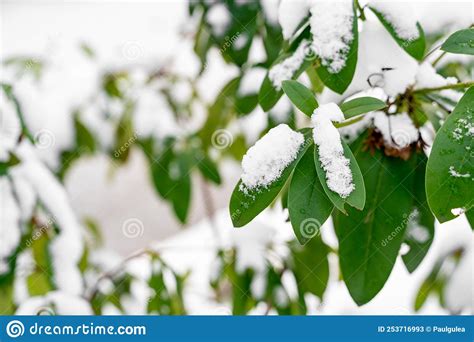 Dense Evergreen Snow Covered Tree With Big Leaves In A Snowy Winter