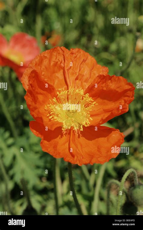 An Orange Poppy Flower Stock Photo Alamy