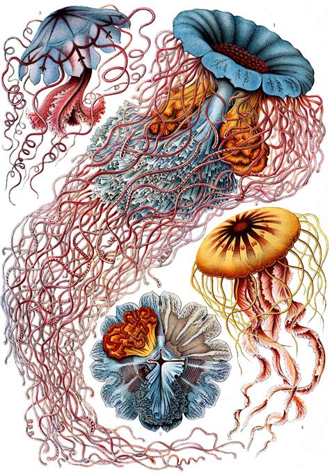 El Arte Y La Ciencia De Ernst Haeckel Tercera Vía