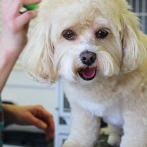 The best part about this danforth pet store is definitely its pair of resident cats, diego and rupert, who are so beloved they have their own fan club. Portable Dog Groomers Near me | Spotless Paws (702) 8199326