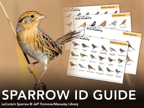 Sparrow Identification How To Id A Chipping Sparrow