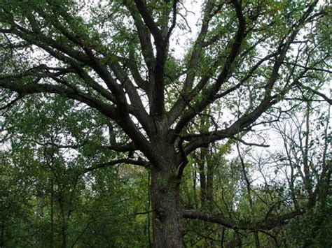 White oak tree quercus alba covered with green kudzu vines and white flowers. Swamp White Oak (Quercus bicolor)