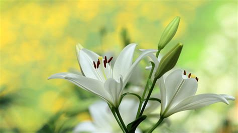 Wallpaper White Lily Flowers Photography 3840x2160 Uhd 4k Picture Image