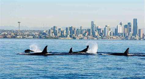 Neuroscientist lori marino and a team. Orcas in Trouble | Defenders of Wildlife