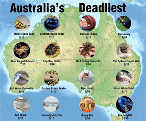 27 Problems That Prove Australia Is Batshit Insane Deadly Animals In