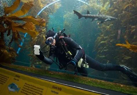 Photos Monterey Bay Aquarium Volunteer Divers Keep Exhibit Clean