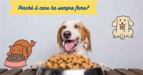 El Perro Siempre Tiene Hambre ¿realmente Necesita Comer O Debo