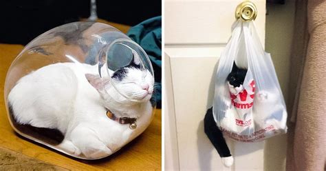 17 Flexible Cats That Proved They Can Fit Anywhere Bright Side