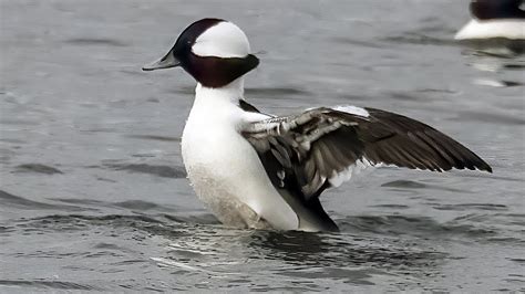 🦆 Buffleheads Dive Into The World Of Americas Smallest Diving Ducks