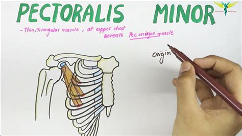Pectoralis Minor Muscle Origin Insertion Nerve Supply Action