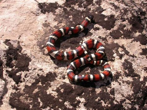 Alabama black snakes — save the boogie 04:34. 58 best images about Spiders / Snakes on Pinterest | Spider bites, Pet snake and Black widow spider