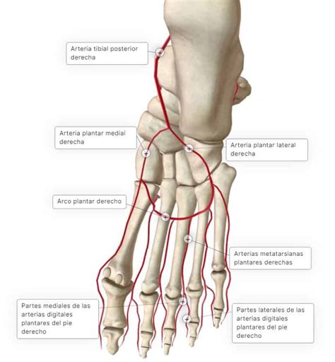 Arteria Fibular Y Plantar 🔹curso AnatomÍa Paradigmia
