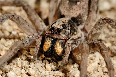 16 Interesting Wolf Spider Facts Factinformer