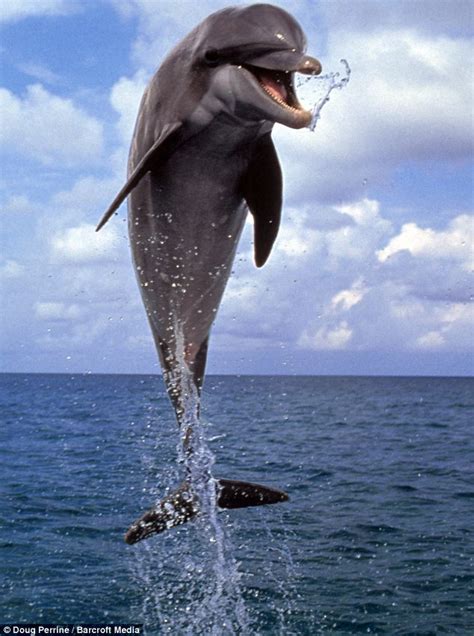 Beautiful Dolphin Photos Dolphin Way