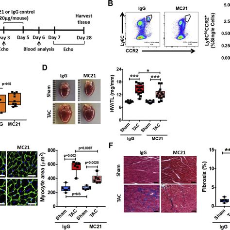 Ly6c Hi Monocyte Depletion Early During Pressure Overload Ameliorates