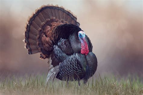 Where Do Thanksgiving Turkeys Come From The Bird Guide