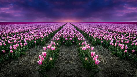 Pictures Tulips Pink Color Fields Flowers 1920x1080