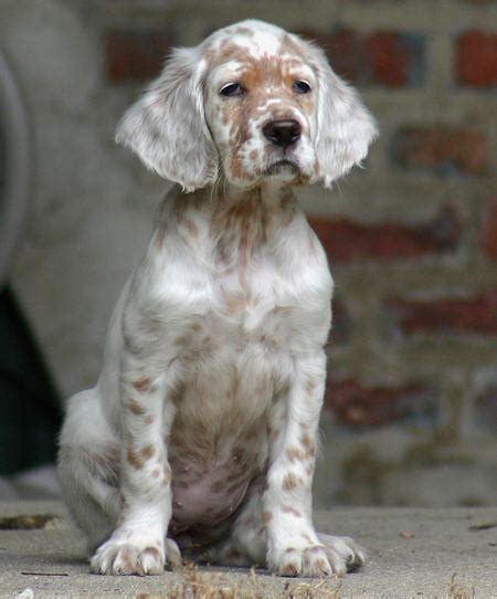 The english setter puppies at the newborn stage cannot open their eyes and are deaf too. Everything about your English Setter - LUV My dogs
