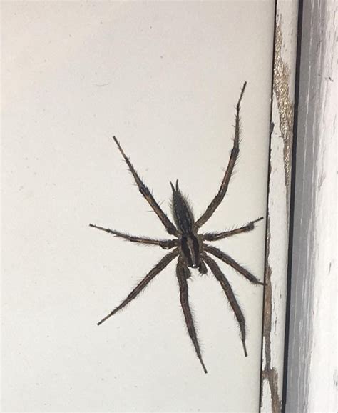 Spiders In Pennsylvania Species And Pictures