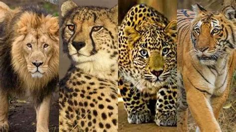 Differences Between Cheetah Leopard Lion And Tiger