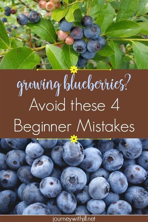 Growing Blueberries? Avoid these Beginner Mistakes | Growing