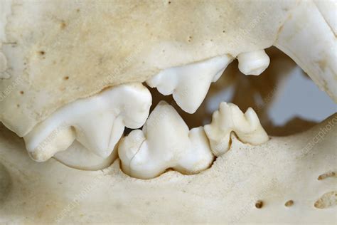 Carnassial Teeth Stock Image C0402066 Science Photo Library
