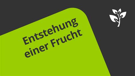 Die erstaunlich detaillierte transformation, die so in feinen details ist eine geschichte erzählt wie eine kleine rosa knospe verwandelt sich in eine schöne blüte, dann ein teeny grün, harte früchte und. Der Apfel: eine Frucht entsteht | Biologie | Botanik - YouTube