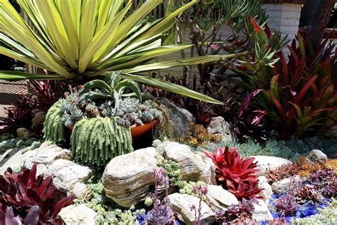 Colorful Succulent Garden Photograph By Liora Hess