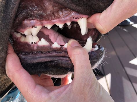 Fractured Teeth Animal Dental Specialist