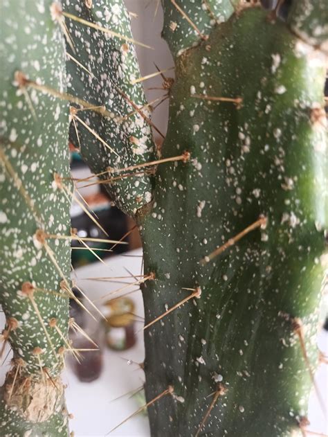 Identification What Are These White Spots On My Cactus Note They