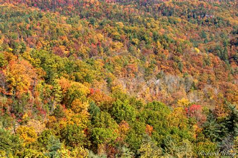 Appalachian Fall Color Natural Bridge State Resort Park Kentucky