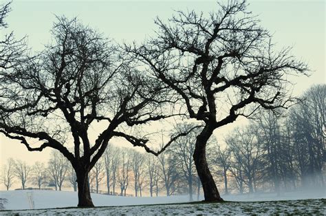 Kahle Bäume Im Winter Foto And Bild Pflanzen Pilze And Flechten Bäume