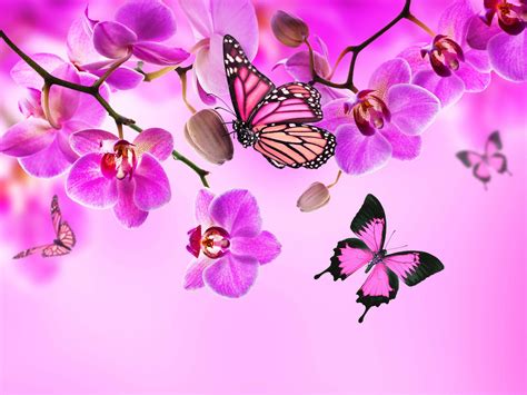 Pink Butterfly Desktop Wallpapers Top Free Pink Butterfly Desktop