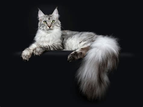 Cat Breeds Known For Their Fluffy Tails Universty Of Cats