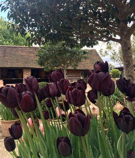 Dark Tulips Always Bring A Dramatic Feature To A Garden Space Garden