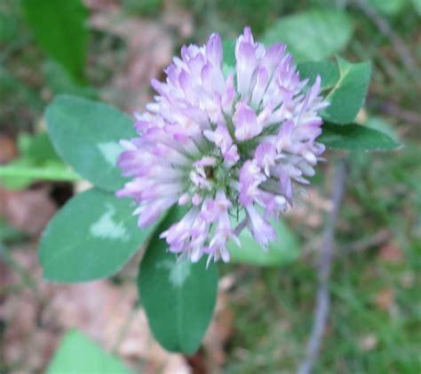 Clover Plants Photos From Sutton Massachusetts