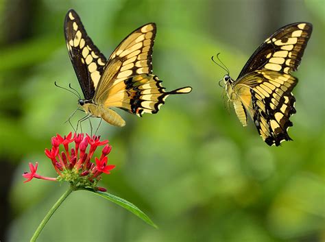 Flickriver Photoset Butterflies In Flight By Pedro Lastra