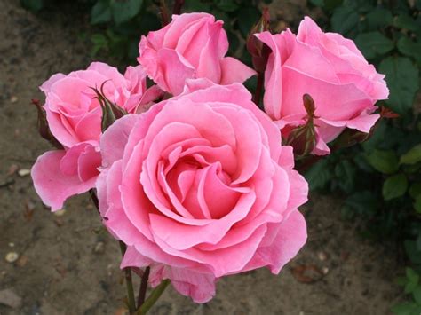 The Queen Elizabeth Rose Floribunda Order Online From Ashwood Nurseries