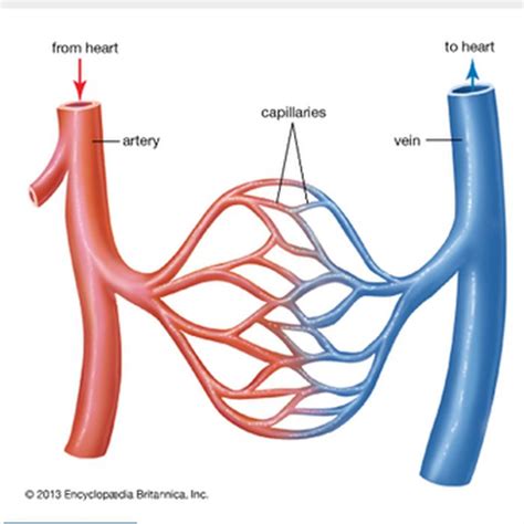 Perbedaan Kapiler dengan Arteri dan Vena