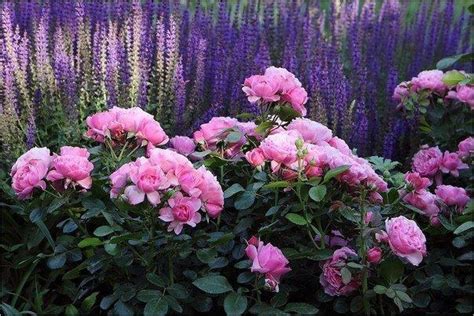 Лучшие цветы для сада с приятным ароматом