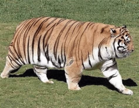 1028 Best Chonk Images On Pholder Chonkers Absolute Units And Bossfight