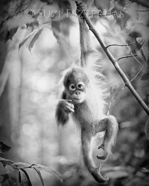 Cute Baby Animal Photo Set Black And White Baby Animal