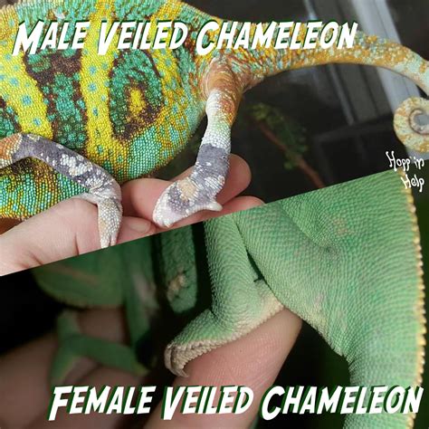 Veiled Chameleon Care Sheet Hoppin Help