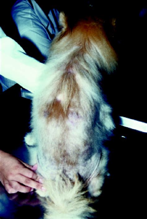 Alopecia In Dogs Treatment Bald Spots Hair Loss In Dogs Causes Of Dog