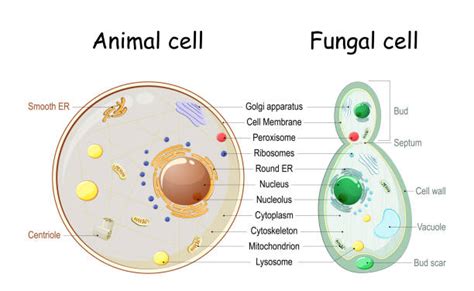 Fungal Cell Diagram Stock Illustrations Royalty Free Vector Graphics