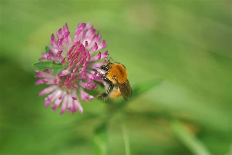 Most are from locations in. Pacific Northwest honey bee pasture blend - 2.5 acres $450 ...
