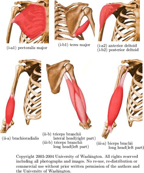 Muscles Of Arm Iantagonistic Mono Articular Muscles Attached To The