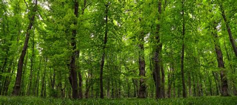 Panorama Of Young Green Forest Slender Trees Lush Woodland Vegetation